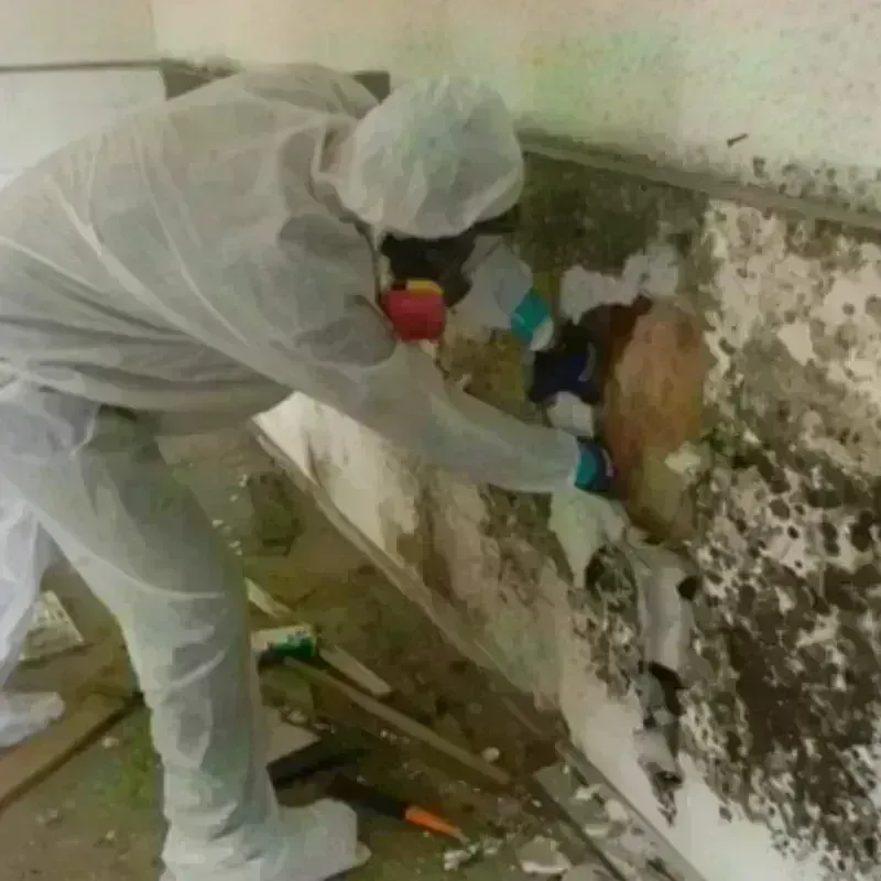 Mold Remediation and Removal in Roanoke, AL